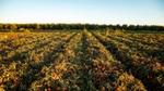 Een tomatenveld dat wordt gekweekt met behulp van regeneratieve landbouwpraktijken.